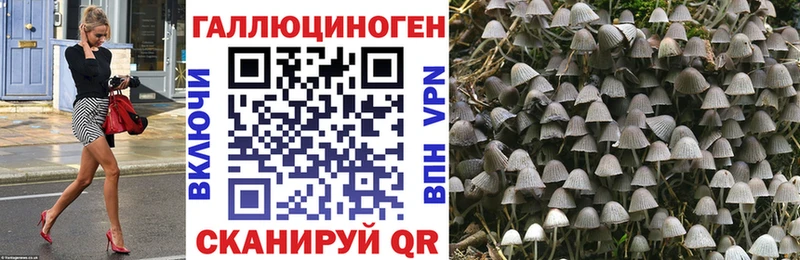 площадка состав  Сосенский  Галлюциногенные грибы Psilocybine cubensis 